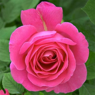 Роза флорибунда Пинк Оушен a-1425 фото