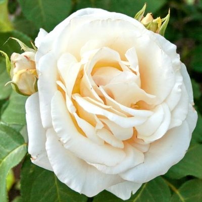 Троянда чайно-гібридна Шопен a-1547 фото