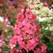Гортензия метельчатая Pink Queen /Hydrangea paniculata Pink Queen gor-2752 фото 2
