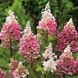 Гортензия метельчатая Pink Queen /Hydrangea paniculata Pink Queen gor-2752 фото 1