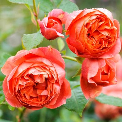 Роза английская Саммер Сонг a-1585 фото