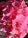 Гортензия крупнолистная Розита gor-2552 фото 4