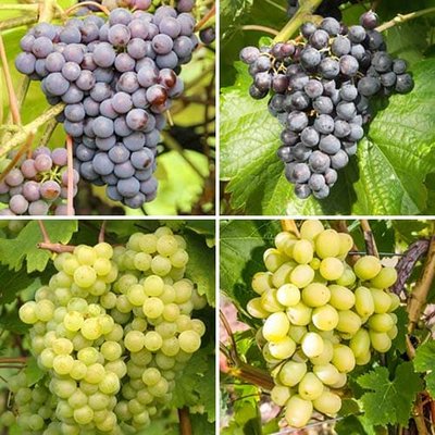 Комплект винограда Шардоне из 4 сортов a-2312 фото