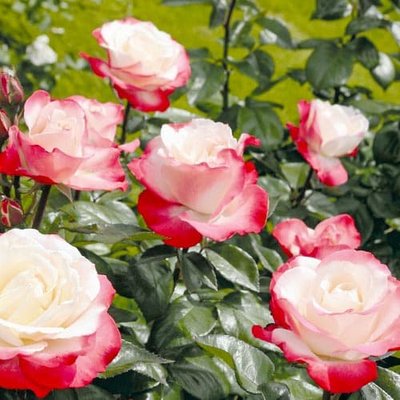 Троянда чайно-гібридна Ностальжі a-1667 фото