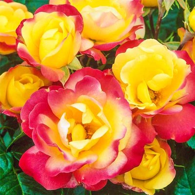 Троянда флорибунда Маскарад a-1827 фото