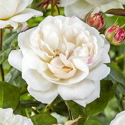 Роза английская Винчестер Кафедрал a-1391 фото