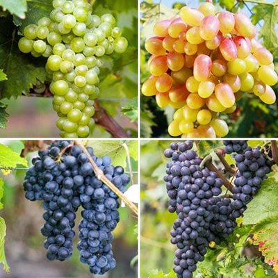 Комплект винограду Совіньйон з 4 сортів. a-2319 фото