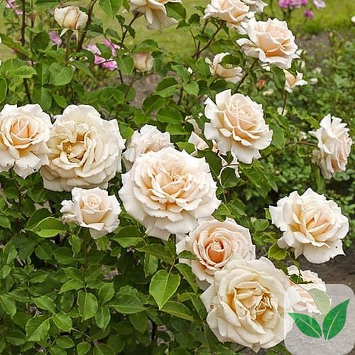 Роза чайно-гибридная Даймонд Джубили a-1429 фото