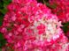 Гортензия метельчатая Даймонд Руж gor-2786 фото 2