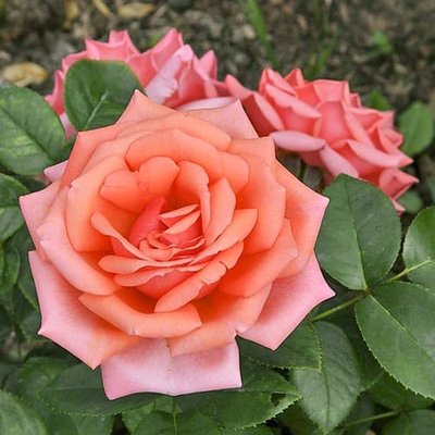Роза чайно-гибридная Бермуда a-1420 фото