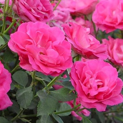 Роза флорибунда Мелроуз a-1668 фото