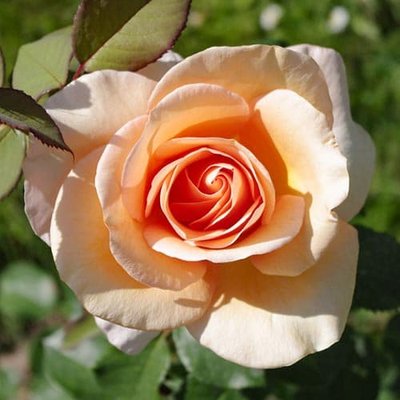 Роза чайно-гібридна Малага a-1387 фото