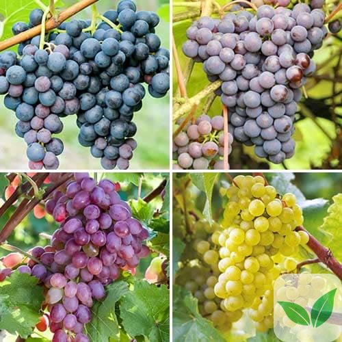 Комплект винограда Украинская закалка из 4 сортов a-2326 фото