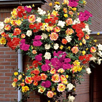 Суперпропозиція! Комплект плетистих троянд Кольоровий мікс із 5-ти саджанців a-1572 фото