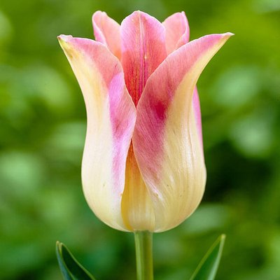 Тюльпан лилиецветный Элегант Леди a-2183 фото