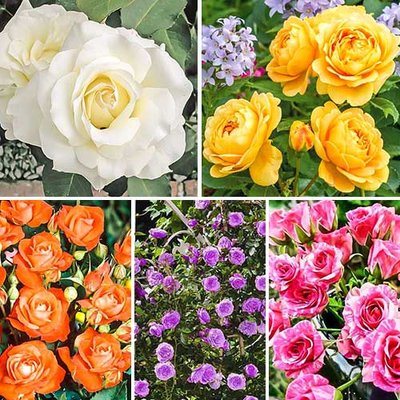 Комплект троянд Квіткова симфонія з 5 сортів a-1389 фото