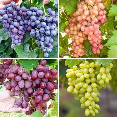Комплект винограду Цукровий щербет із 4 сортів. a-2311 фото