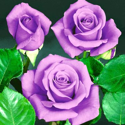 Троянда чайно-гібридна Блю Сапфір a-1546 фото