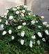 Гортензия дуболистная Quercifolia Alice gor-2542 фото 1