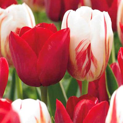 Суперпредложение! Комплект тюльпанов Цветочный Дуэт из 2-х сортов a-2022 фото