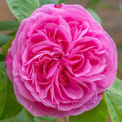 Роза английская Гертруда Джекилл a-1519 фото