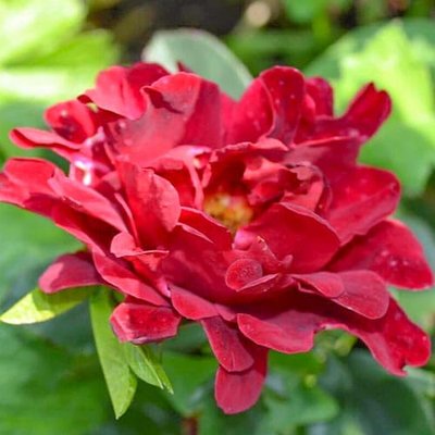 Троянда флорибунда Індіан Раффлс a-1469 фото