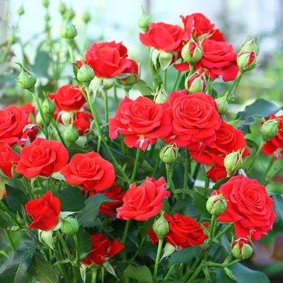 Троянда спрей Ред Мікадо a-1781 фото