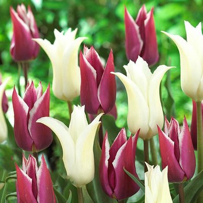 Тюльпан лилиецветный Пурпл Чик, микс a-2148 фото