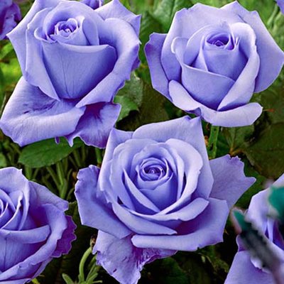 Роза чайно-гибридная Голубая a-1597 фото