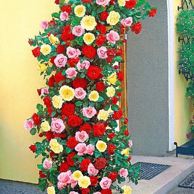 Суперпропозиція! Комплект плетистих троянд Триколор з 3 сортів a-1770 фото