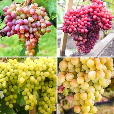 Комплект винограда Великан из 4 сортов a-2316 фото