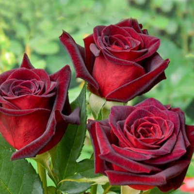 Троянда чайно-гібридна Блек Меджік a-1698 фото
