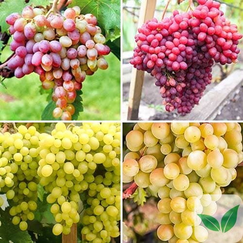 Комплект винограда Великан из 4 сортов a-2316 фото