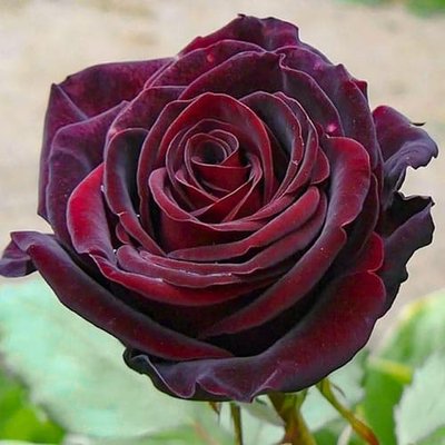 Троянда чайно-гібридна Чорний Барон a-1727 фото