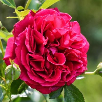 Троянда англійська Кінг Артур a-1548 фото