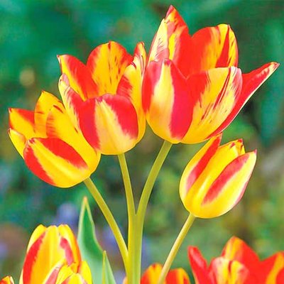 Тюльпан многоцветковый Флоретте a-2122 фото
