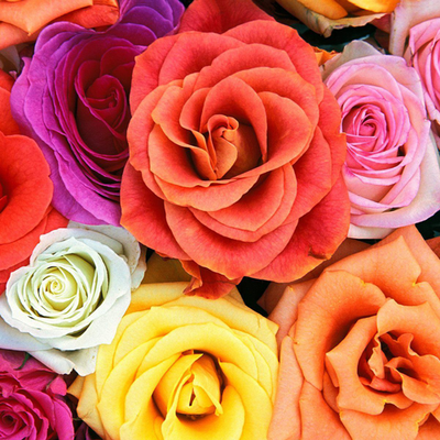 Суперпропозиція! Комплект троянд чайно-гібридних Класичний із 5-ти сортів a-1535 фото