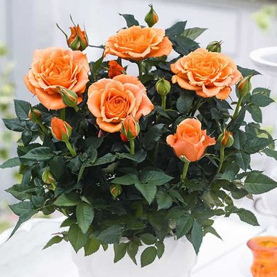 Троянда спрей Оранж Бейбі a-1801 фото