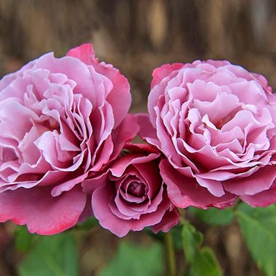 Роза чайно-гибридная Аметист a-1740 фото