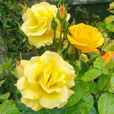 Троянда флорибунда Гарден Принцес a-1430 фото