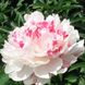 Півонія У Хуа Лун Ю / Нефритовий Дракон / П'ять червоних перлин на білій квітці Новинка 449 фото 1