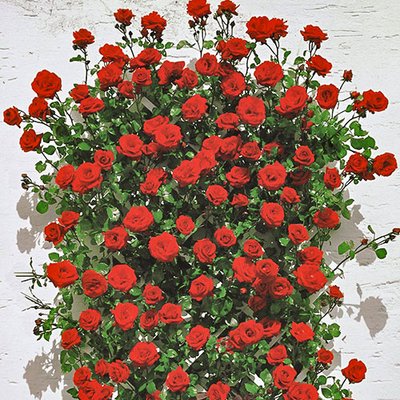 Троянда плетиста Мушимара a-1797 фото