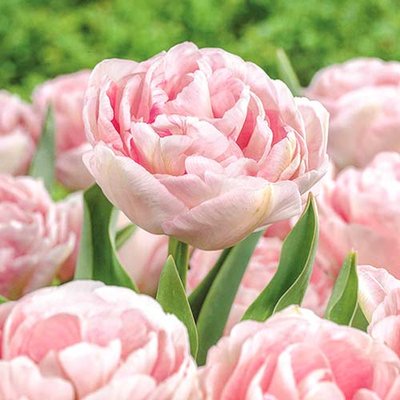 Тюльпан махровый Анжелика a-2295 фото