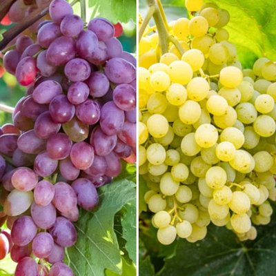 Комплект винограда Сверхранний из 2 сортов a-2323 фото
