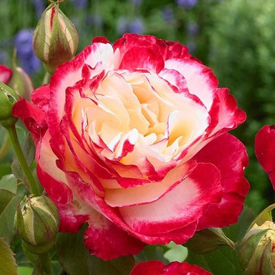 Роза чайно-гибридная Дабл Делайт a-1808 фото