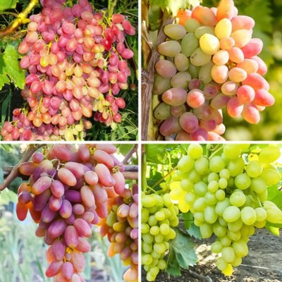 Суперпропозиція! Комплект винограду Суперранній із 4 сортів. a-2364 фото