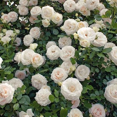 Роза плетистая Клайминг Вайт a-1608 фото