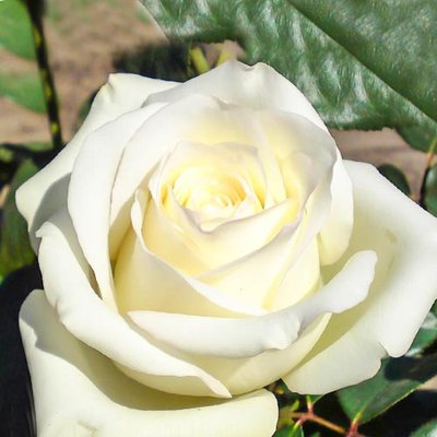 Роза чайно-гибридная Анастасия a-1699 фото