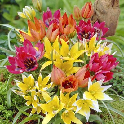 Тюльпани ботанічні, мікс a-2285 фото