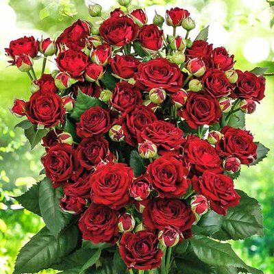 Троянда спрей Ред Сенсейшн a-1823 фото